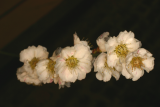 Prunus mume 'Omoi-no-mama' RCP3-06 108.jpg